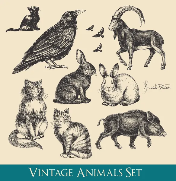 Conjunto de animales — Archivo Imágenes Vectoriales
