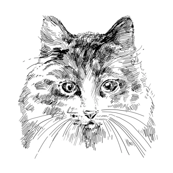 Boceto de gato — Vector de stock