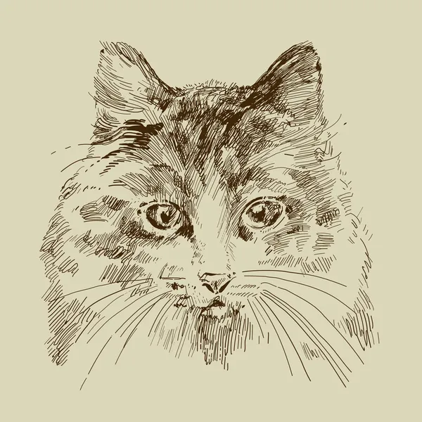 Cat drawing — 스톡 벡터