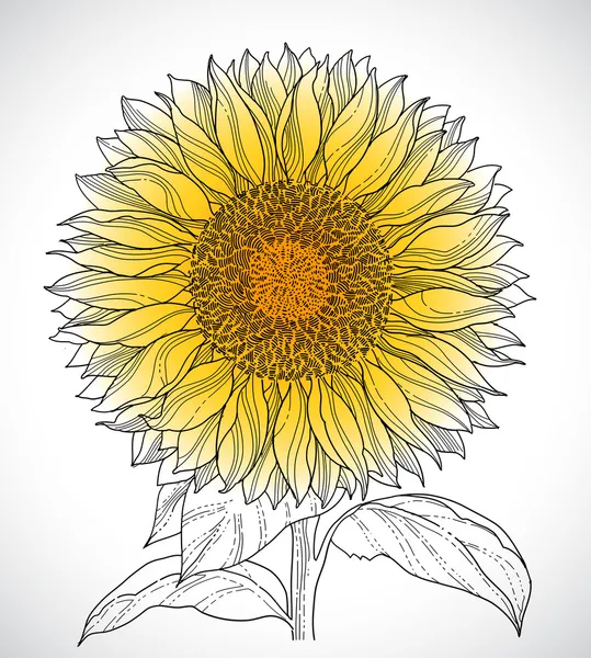 Sunflower drawing — Stock Vector