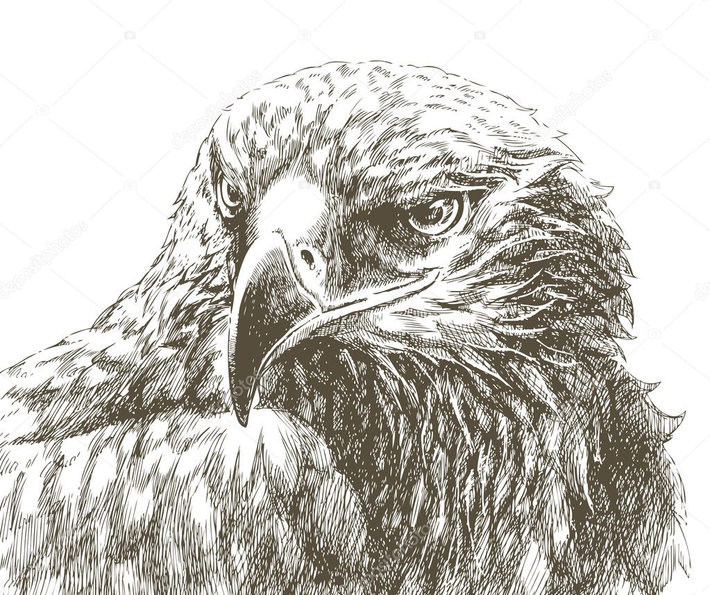 Eagle head isolated line art