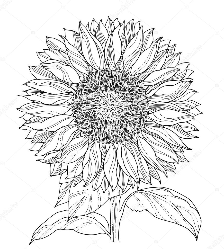 Featured image of post Sunflower Drawings Cute