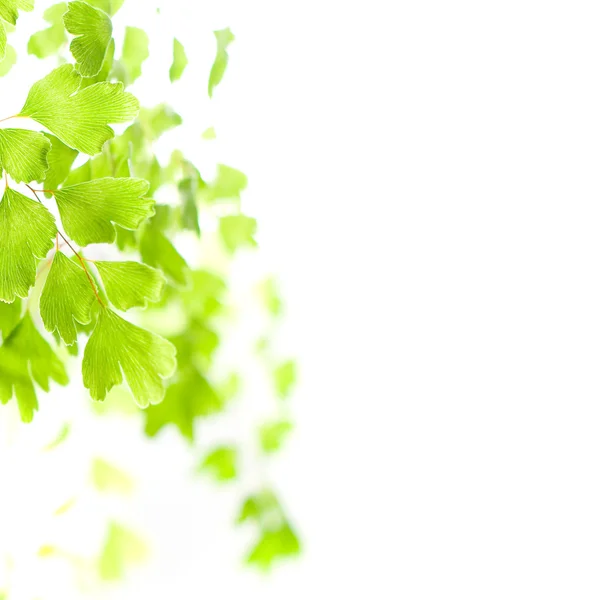 Las hojas verdes a la luz del sol se aíslan sobre un fondo blanco — Foto de Stock