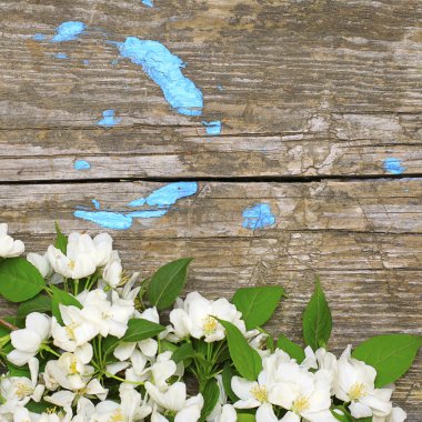 Spring flowers on old wooden background clipart