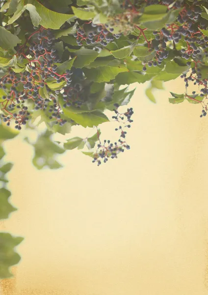 葡萄在棕色带纹理的背景上 — 图库照片