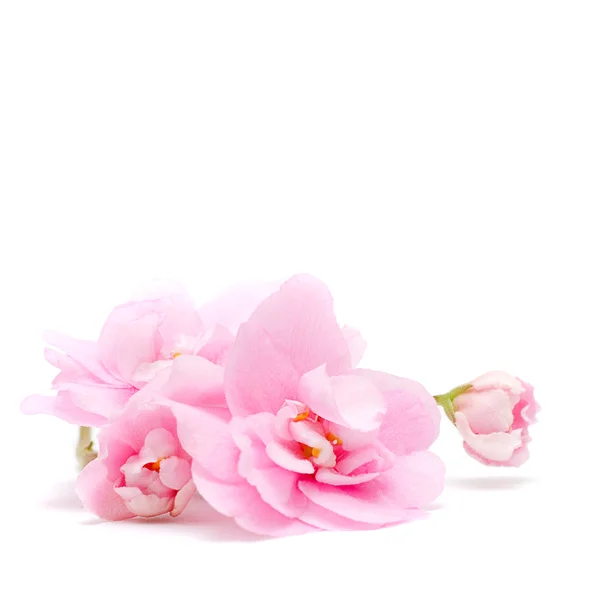 Flor rosa aislada sobre blanco - fondo floral tierno — Foto de Stock