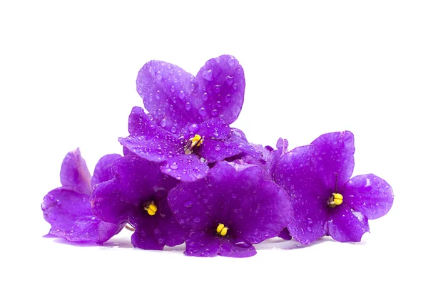 Hermosa flor con gotas de agua - Concepto de primavera — Foto de Stock