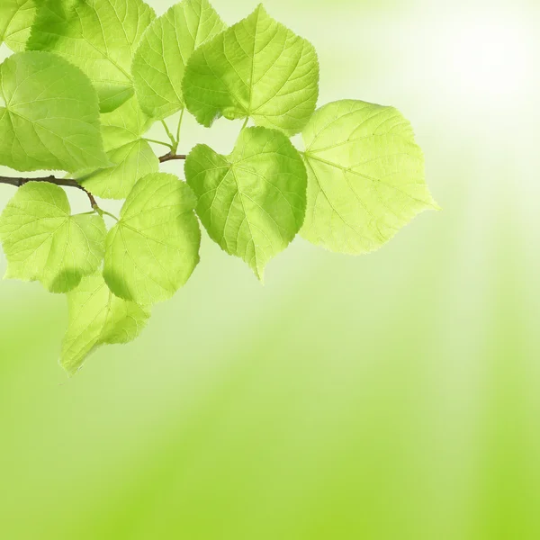 Concepto de verano o primavera con hojas verdes — Foto de Stock