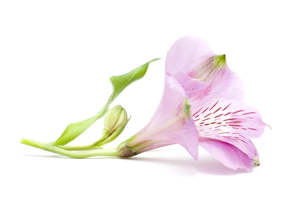 Крупним планом квітка ізольована на білому — стокове фото