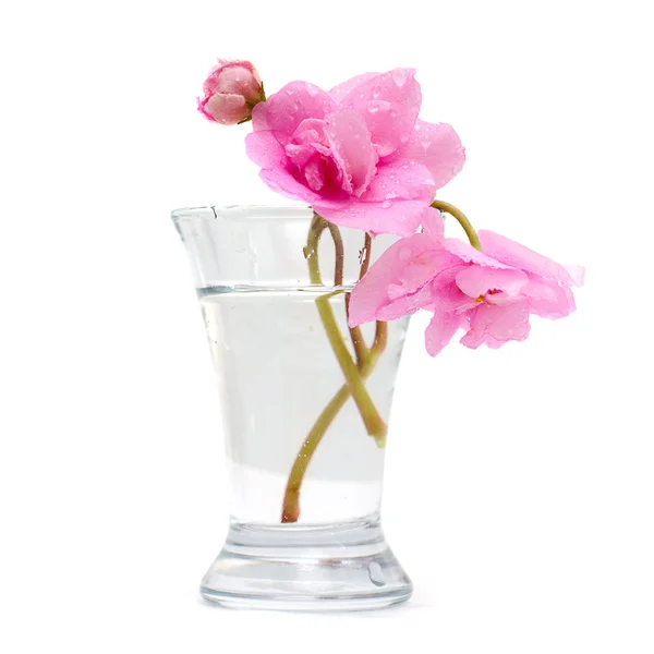 Vase with pink spring flower isolated on white background — Stock Photo, Image