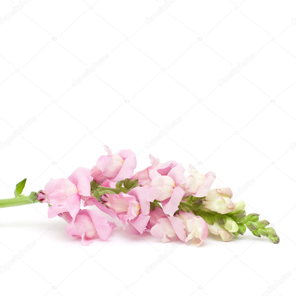 Spring or Summer Concept - Pink Flower Isolated