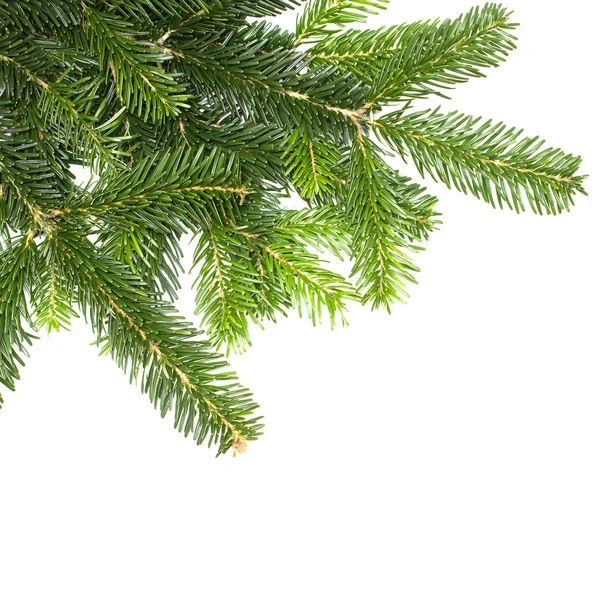 Abeto verde de Navidad aislado en blanco — Foto de Stock
