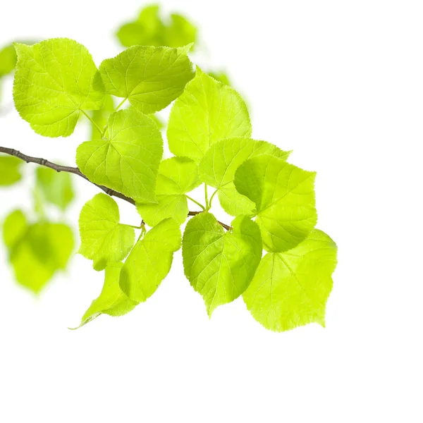 Conceito de Verão ou Primavera - Folhas verdes isoladas sobre branco — Fotografia de Stock