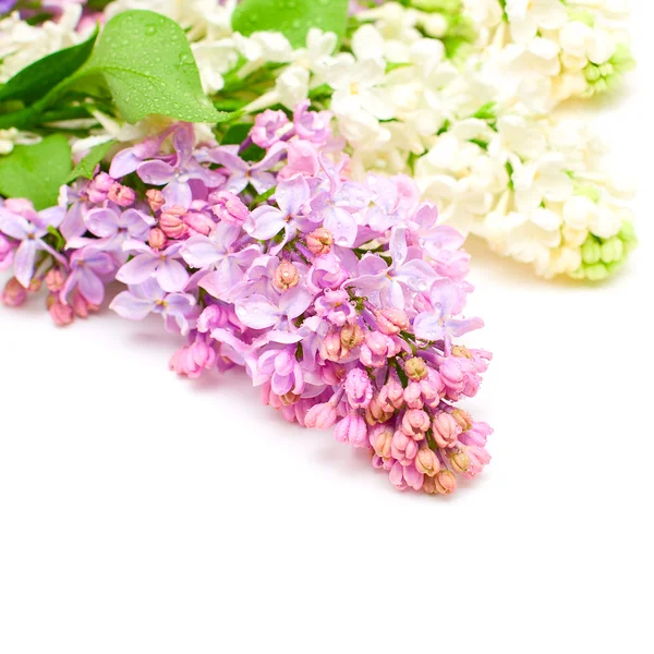 Fliederfarbener Blumenstrauß — Stockfoto