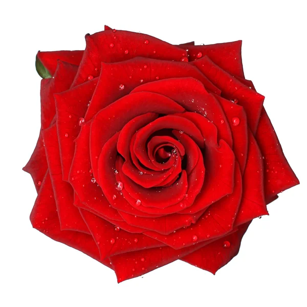 Röd ros med vattendroppe - isolerade — Stockfoto