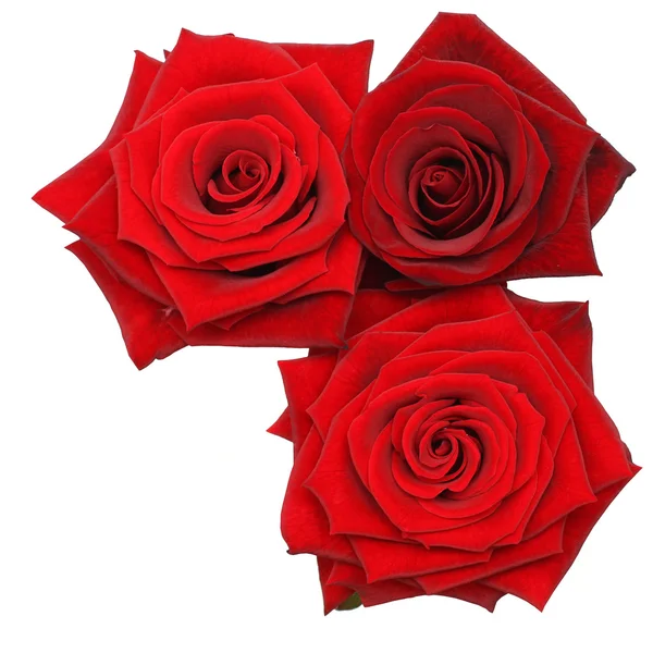 Rote Rosenblüten isoliert auf weißem Grund — Stockfoto