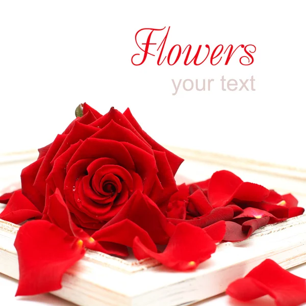 Hintergrund mit roten Rosenblüten und Vintage-Rahmen isoliert — Stockfoto