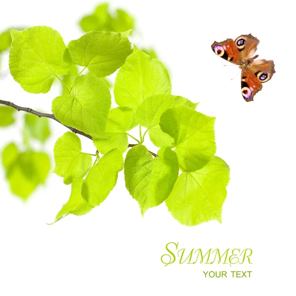 Yaz konsepti - kelebek ve yeşil yaprakların üzerinde beyaz izole — Stok fotoğraf