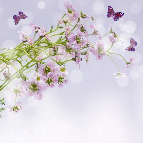 Lente ochtend concept - bloemen met dauw en vlinder op backg — Stockfoto