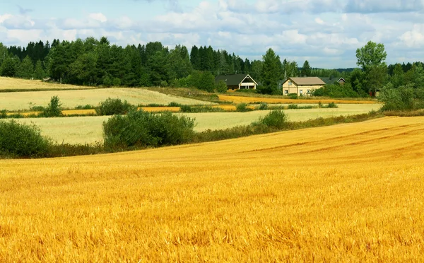 stock image Beautiful landscape - field, farm and sky