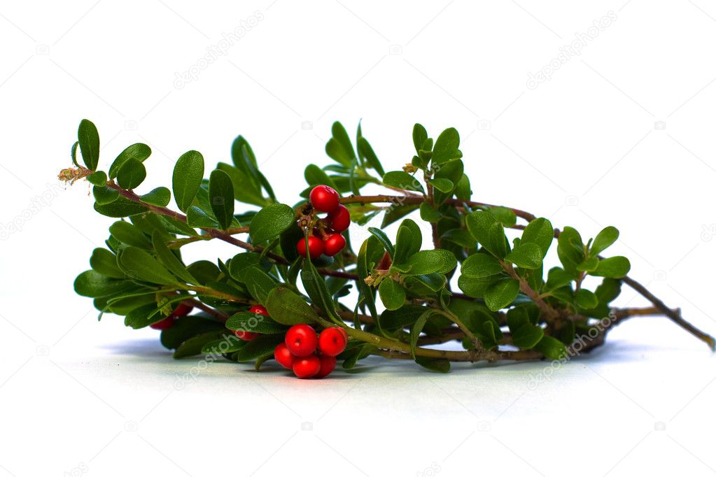 Red Cowberry and Green Leaves