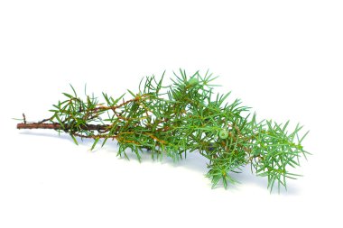 Juniper Green Branch with Berry Isolated on White clipart