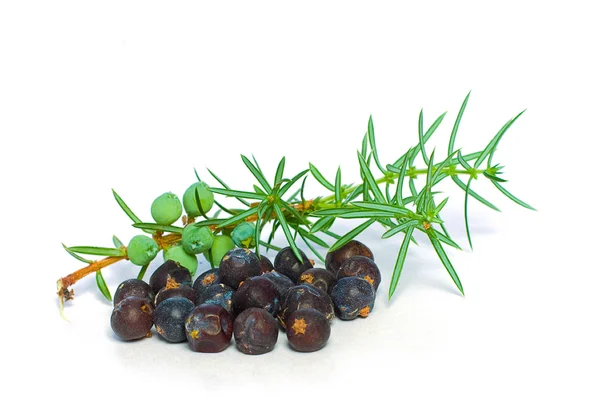 Juniper berry en groene branch geïsoleerd - closeup — Stockfoto