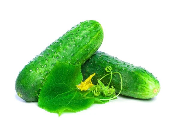Grön gurka vegetabiliska med blad isolerad på vita bak — Stockfoto