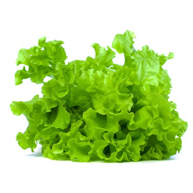 Green Leaves Lettuce Isolated on White Background clipart