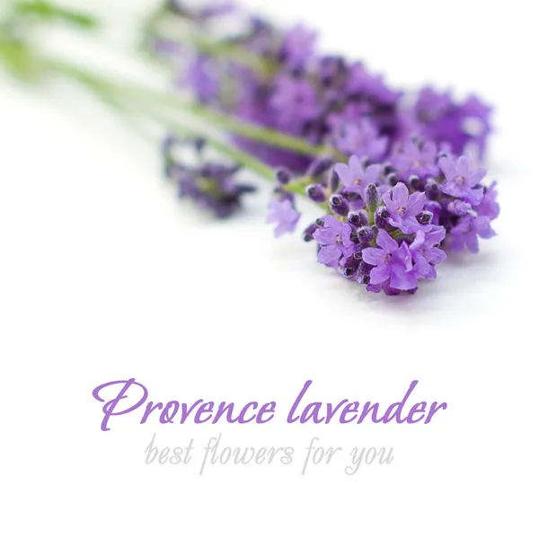 Fleur de lavande de Provence sur fond blanc - Fond floral — Photo