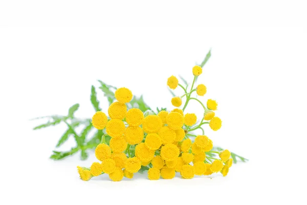 Estate giallo fiori tanaceto isolato su sfondo bianco — Foto Stock