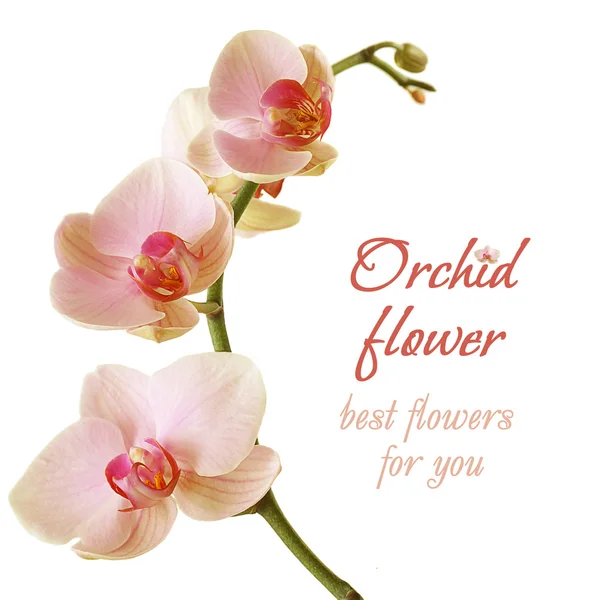 Flor de orquídea - belo presente de aniversário — Fotografia de Stock