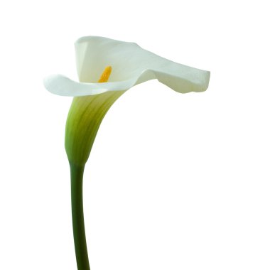 Calla lily isolated on white clipart