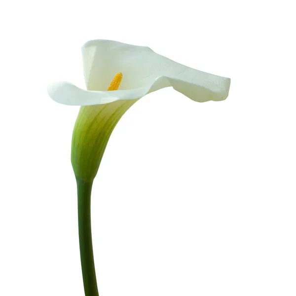 Calla lily na białym tle — Zdjęcie stockowe