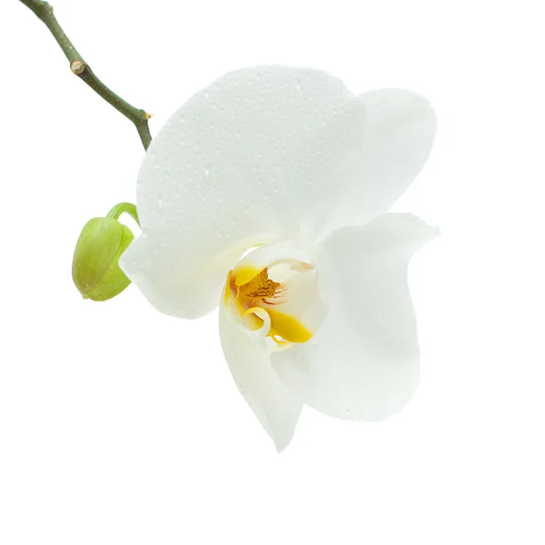 White orchid flower isolated — Stock Photo, Image