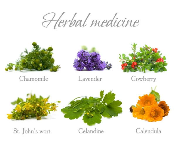 Medicina herbal: manzanilla, lavanda, caléndula, celidonia y S —  Fotos de Stock