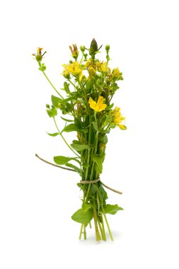 St. John's wort (Hypericum perforatum) isolated on white clipart