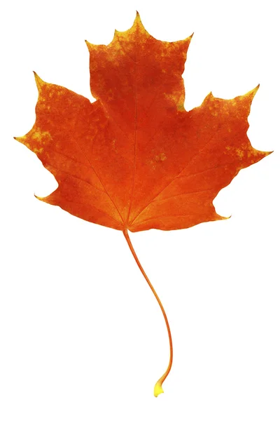 Podzimní list izolované na bílém pozadí — Stock fotografie