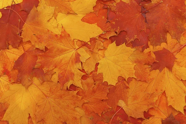 Bright colorful leaves - autumn background — Stock Photo, Image