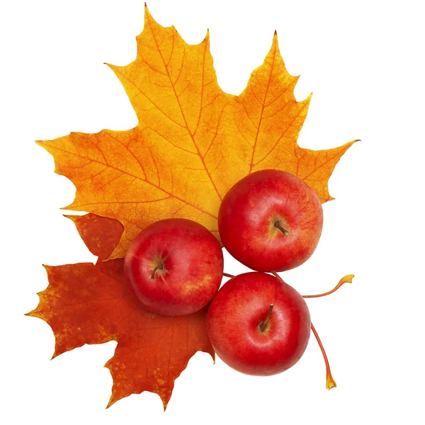 Manzanas y hojas de otoño aisladas sobre fondo blanco — Foto de Stock