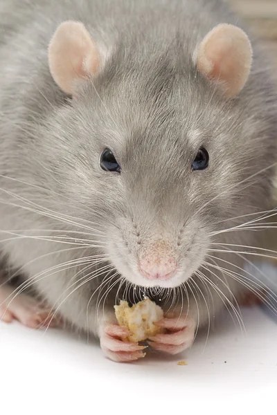 Szürke patkány, enni a cookie-k - a közeli — Stock Fotó