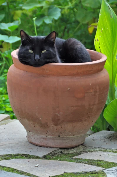 Saksının siyah kedi — Stok fotoğraf