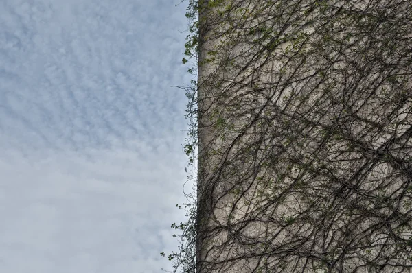A beton épület növény — Stock Fotó