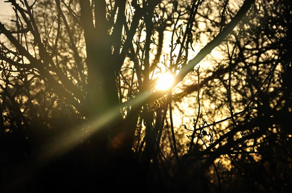 Straal van de zon schijnt door bomen — Stockfoto