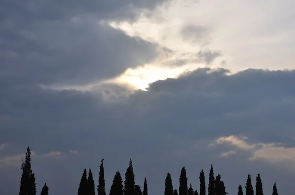 나무 실루엣과 겨울 하늘 — 스톡 사진