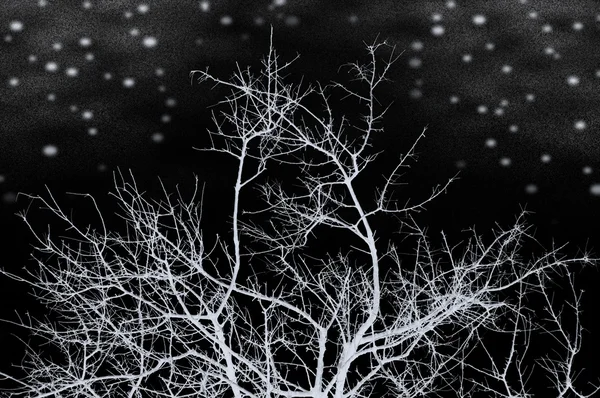 Noite de Inverno — Fotografia de Stock