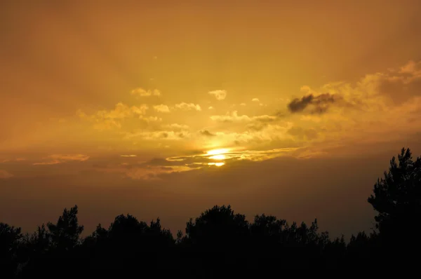 Nastavení slunce strom siluety — Stock fotografie