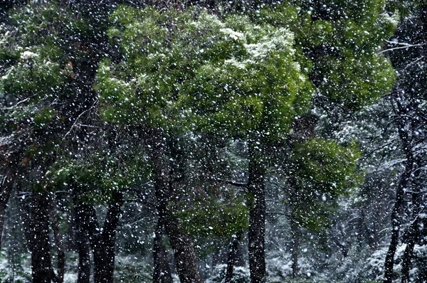 Снежная буря — стоковое фото