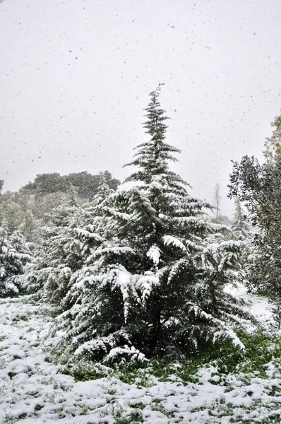 Jedle strom sněžení — Stock fotografie