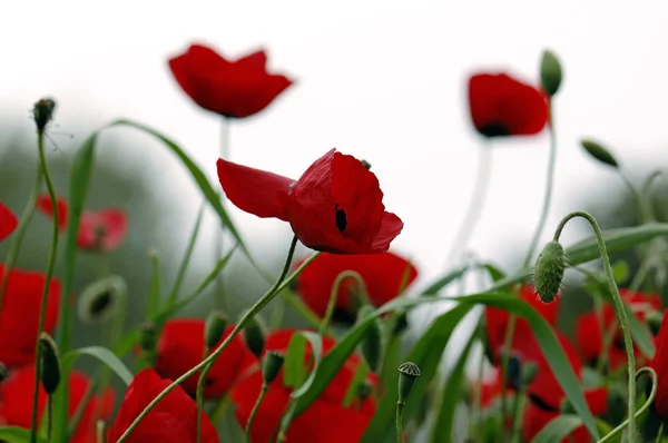 Κόκκινα άνθη παπαρούνας — Φωτογραφία Αρχείου